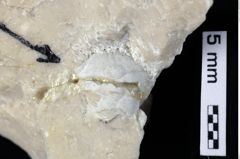 Foto (Detailansicht) von Goniodromites sp. (NHMW-GEO-1990-0041-0382)